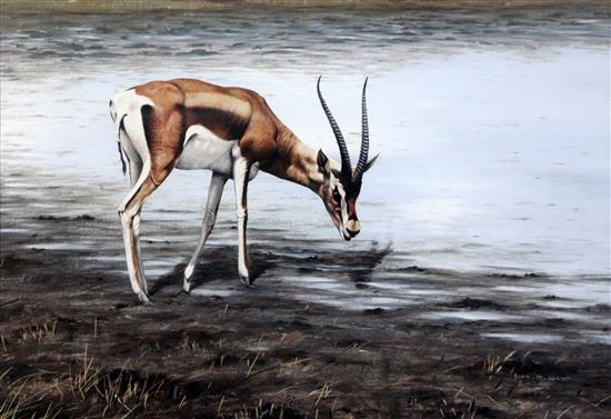 Alan M. Hunt (1947-) Study of a gazelle watering 12.5 x 18in.